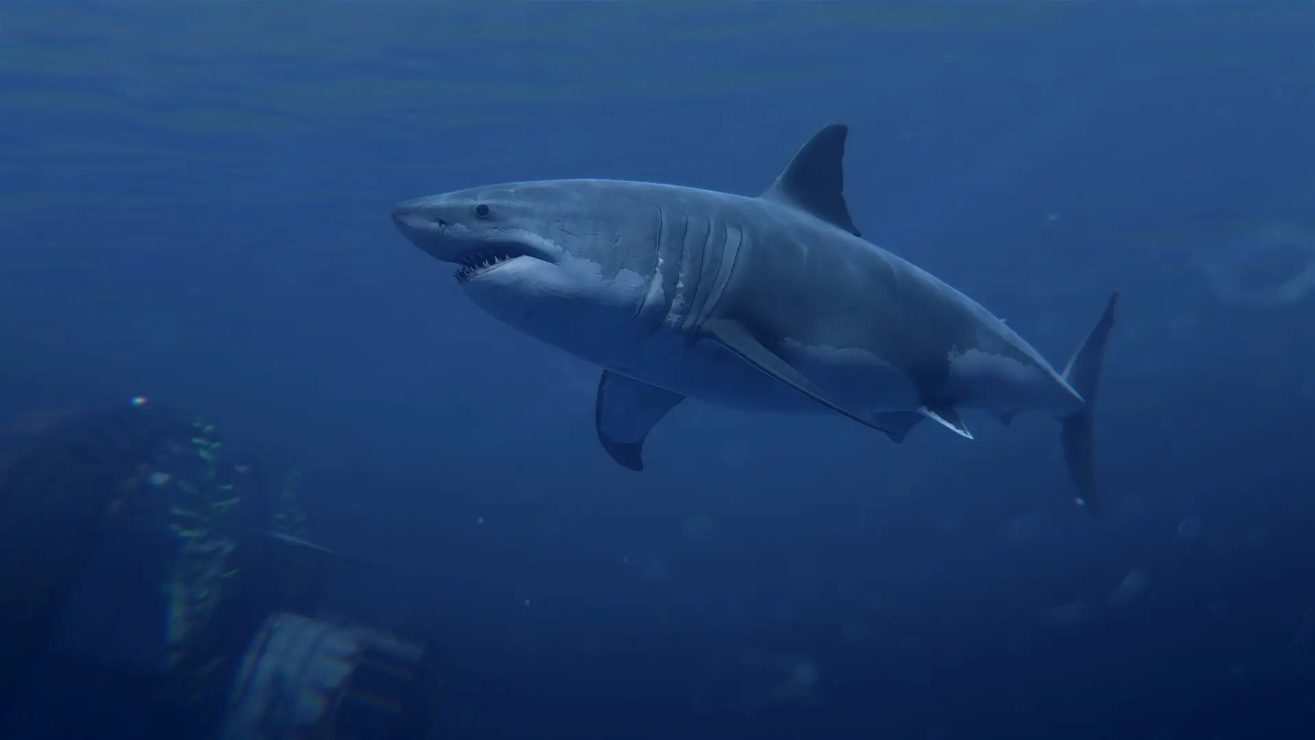 shark